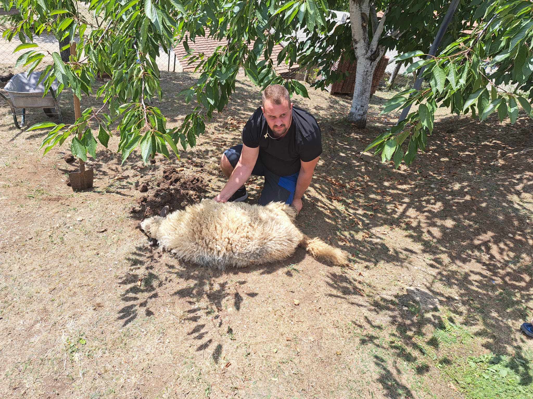 Jusići:Akika- kurban: Islamović Melih
