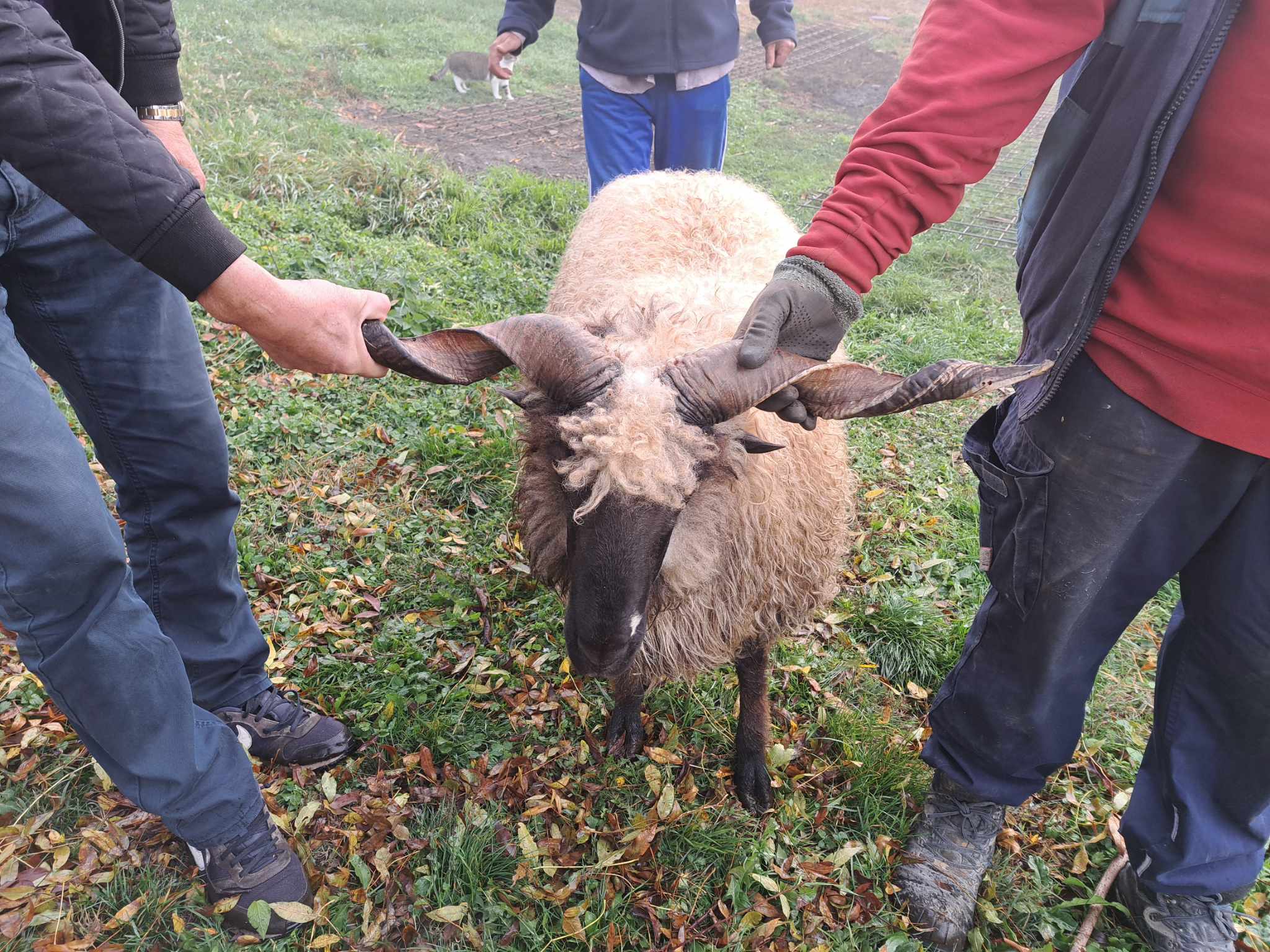 Jusići: Akika- kurban za Mustafić Lamiju