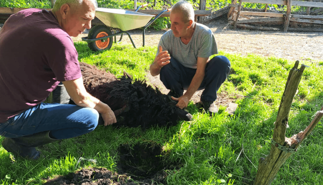 JUSIĆI:Akika- kurban: Mustafić Vedad